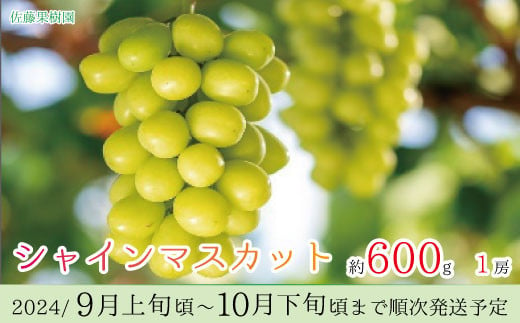 
[No.5657-3479]シャインマスカット 約600g（1房）《佐藤果樹園》■2024年発送■※9月上旬頃～10月下旬頃まで順次発送予定
