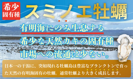 【2月配送】【先行予約】※指定日必須※ 天然 有明海産 住之江牡蠣 殻付き 冷蔵牡蠣 3㎏ B160-024-02 ハクエイ水産