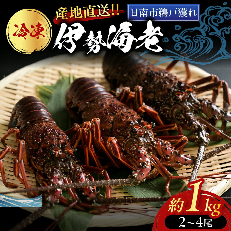 【ふるさと納税】≪ 期間限定・数量限定 ≫ 伊勢海老 約1kg (2～4尾) 伊勢えび イセエビ 海鮮 海産物 鮮魚 魚介 産地直送 新鮮 高級 刺身 味噌汁 焼き物 焼肉 BBQ 天然 おすすめ お取り寄せ グルメ ギフト 贈り物 お祝い 記念日 プレゼント 冷凍 宮崎県 日南市 送料無料