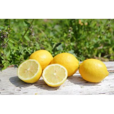 ふるさと納税 日高町 主井農園の国産レモン　お試し用　1kg