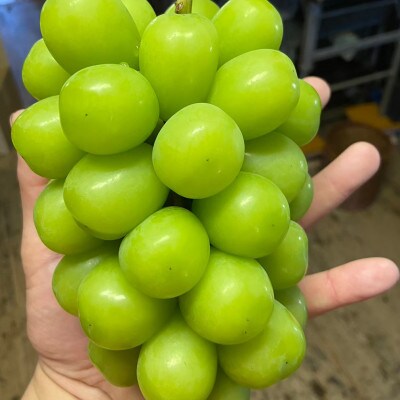 【本場山梨誇る】高糖度×大粒が織りなす甲州戦国シャインマスカットプレミアム2025年9月下旬より発送【配送不可地域：離島】