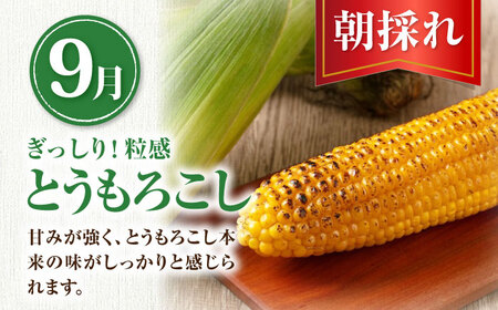 【全3回定期便】【8～10月限定】【ニセコ町産】旬の恵み 3品目 《喜茂別町》【ニセコビュープラザ直売会協同組合】 メロン とうもろこし じゃがいも かぼちゃ 夏野菜 秋野菜 季節の野菜 先行予約 [