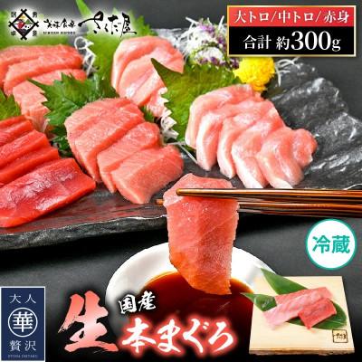 ふるさと納税 越前町 国産生本マグロ　赤身・中トロ・大トロ3種セット　計約300g