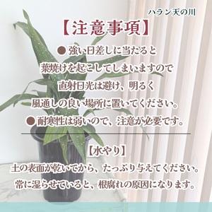 緑の匠が選んだ観葉植物 素敵な空間づくりに ハラン天の川( 観葉植物 ハラン天の川 インテリア 植物 贈り物 送料無料 )【B2-176】