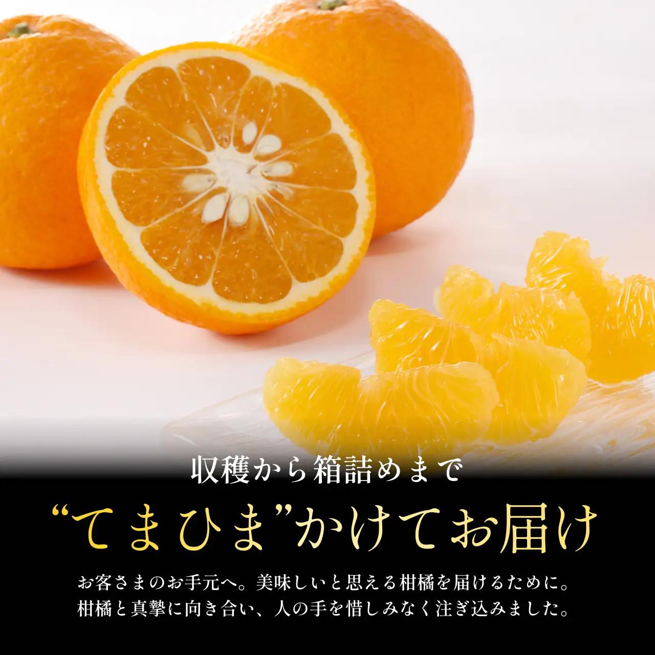 【先行受付 2027年発送】甘夏 10kg 『ほのかな苦味とスッキリした甘み』【C70-27】【1470661】 YWTK027