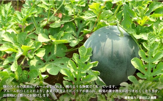 《2026年分受付中》『夏の女神』大玉！種が少なくて甘い黒皮スイカ1玉入（6～8kg）
