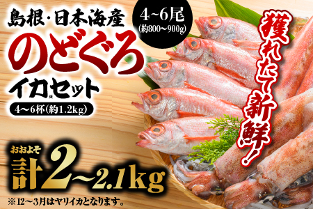  のどぐろ・イカ 計約2kg～2.1kg 鮮魚セットB 【8月中旬以降順次発送】 ｜ 鮮魚 新鮮 魚介 のどぐろ ノドグロ イカ 烏賊 剣先イカ 白イカ マイカ 下処理済 煮付け 焼き魚 YM-2