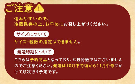【先行予約】【2025年10月下旬より順次発送】岐阜県産栗「東美濃ぽろたん」 2kg / 栗 くり 栗きんとん / 東美濃農業協同組合 [AUDS001]