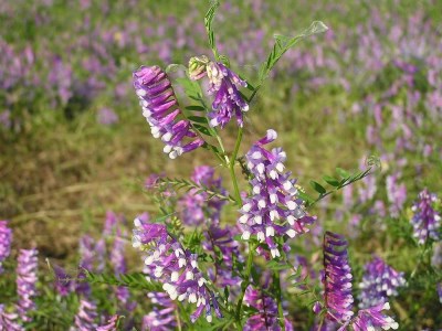 令和7年産 大津産コシヒカリ「はなふじ」 精米 5kg 米 [AZ001]