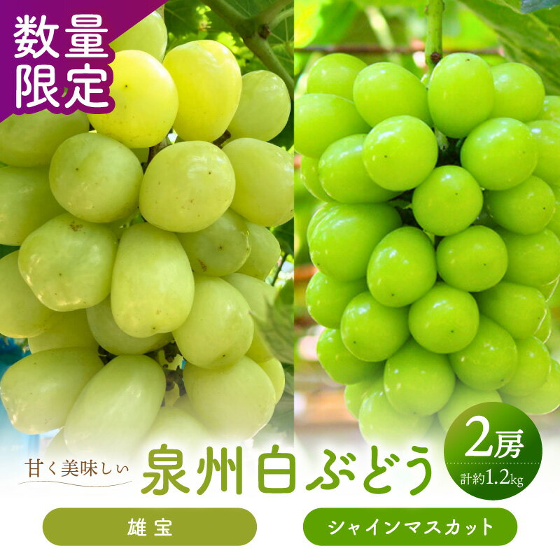 【ふるさと納税】泉州ぶどう 【マスカット食べ比べ】大粒大房の雄宝とシャインマスカット 2種セット ふるさと納税 くだもの 果物 ぶどう シャインマスカット 白ぶどう 泉州ぶどう