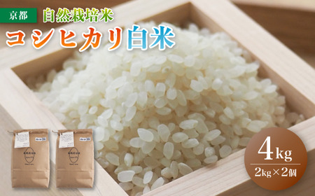 【令和6年度産 新米 】 自然栽培米 こしひかり 4kg （2kg×2） 白米 精米 ： お米 コシヒカリ 京都産 舞鶴産 自然栽培 精米 米 農家直送 コメ ご飯 健康 自然 無農薬