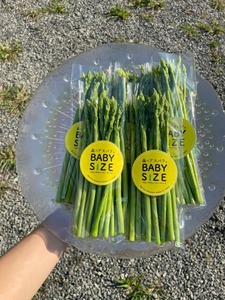 BABYサイズ 森のアスパラ 120g×4袋  アスパラガス アスパラグリーンアスパラガス 旬 野菜 佐賀県 太良町 L147