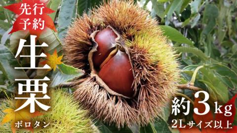 【先行予約】 ポロタン 生栗 2Lサイズ 以上 約3kg （2025年9月中旬発送開始） ぽろたん 茨城県産 産地直送 久保田果樹園 茨城 栗 くり 季節 秋 旬 直送 [DH017sa]