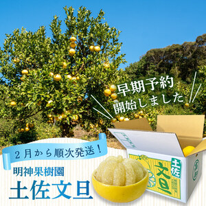 浦ノ内特産 土佐文旦 10kg 優品 2L ･ 3L 混合 | みかん 蜜柑 柑橘 文旦 大玉 10キロ 明神果樹園 人気 ランキング 数量限定 期間限定 高知県 須崎市 MKJ006_x