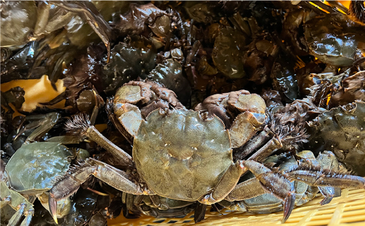 山形県戸沢村産　生モクズガニ　約1.5kg（6～10匹）