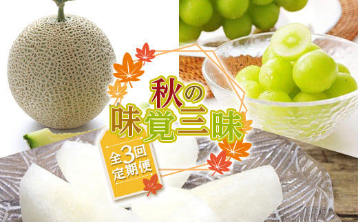 《先行予約 2025年度発送》 秋の味覚三昧 3回定期便  青肉メロン メロン 青肉 デザート フルーツ 果物 くだもの 果実 食品 山形県 FSY-1164