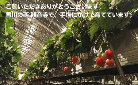 食べてご苺（さぬき姫）約500g（約250g×2パック） 果物類 いちご イチゴ 観音寺産 オリジナル品種 紅色 高設式養液栽培 プレゼント 