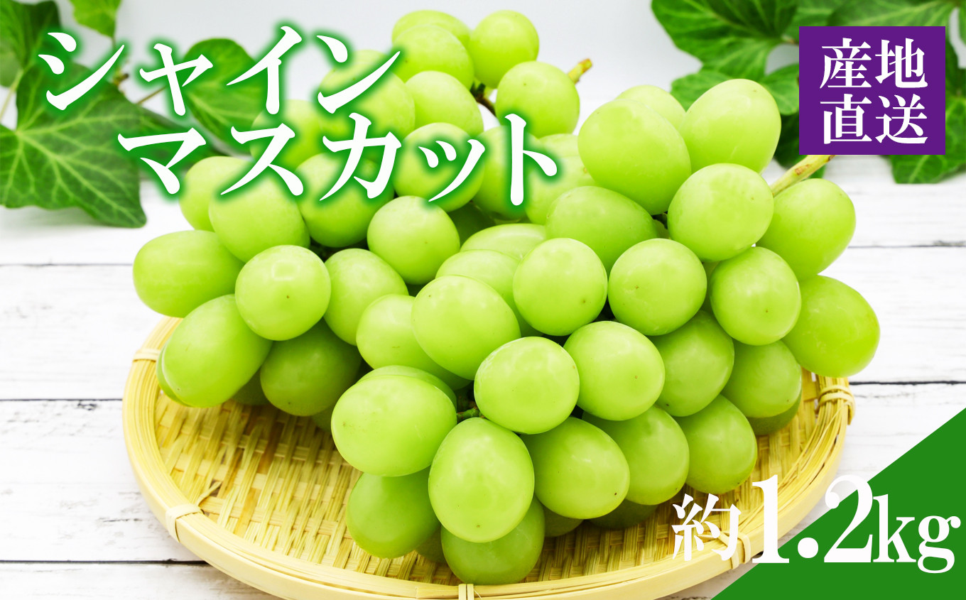 熊本県産 シャインマスカット 約1.2kg