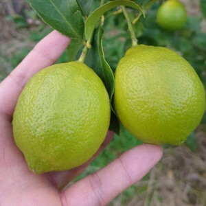 先行受付 ユーレカ レモン 約2kg（20玉前後）国産レモン 宇城市産レモン 熊本県産レモン グリーンレモン 黄色レモン