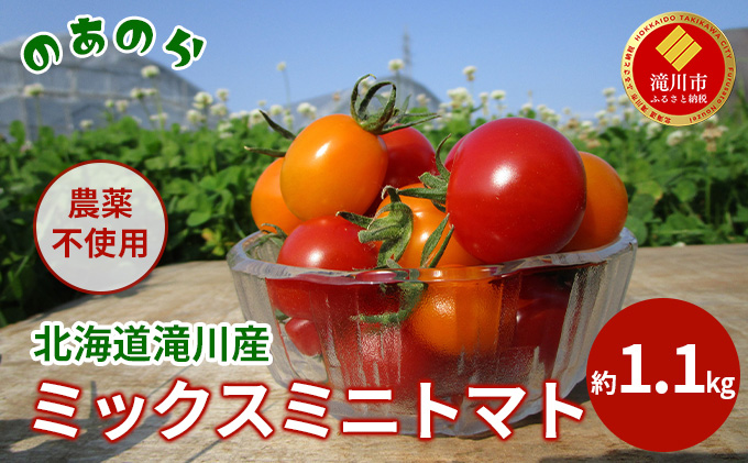 【2026年産先行受付】【栽培期間中 農薬不使用 】 北海道 滝川市 産 ミックス ミニトマト 約1.1kg （2026年7月中旬発送） トマト 野菜 やさい みにとまと