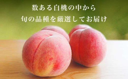 旬の白桃 約3kg 6～13玉 ［小布施屋］ 白桃 桃 もも モモ フルーツ 果物 クール便 冷蔵便 長野県産 信州産 期間限定 数量限定  たまき なつき あかつき 川中島白鳳 川中島白桃など 先行