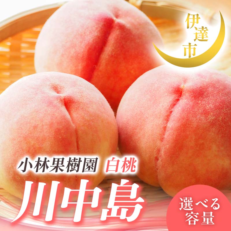 【ふるさと納税】2025年出荷分 先行予約 ≪容量が選べる≫ 福島県産 川中島白桃 3kg 5kg 2025年8月中旬〜2025年8月下旬発送 先行予約 予約 伊達の桃 伊達市 桃 もも モモ 果物 くだもの フルーツ 名産品 国産 食品 F21C-008var