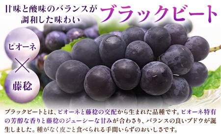 【先行予約】岡山県産 ぶどう ブラックビート 計 1.2kg 2房 株式会社 はちや《8月上旬-9月上旬頃出荷》【配送不可地域あり】