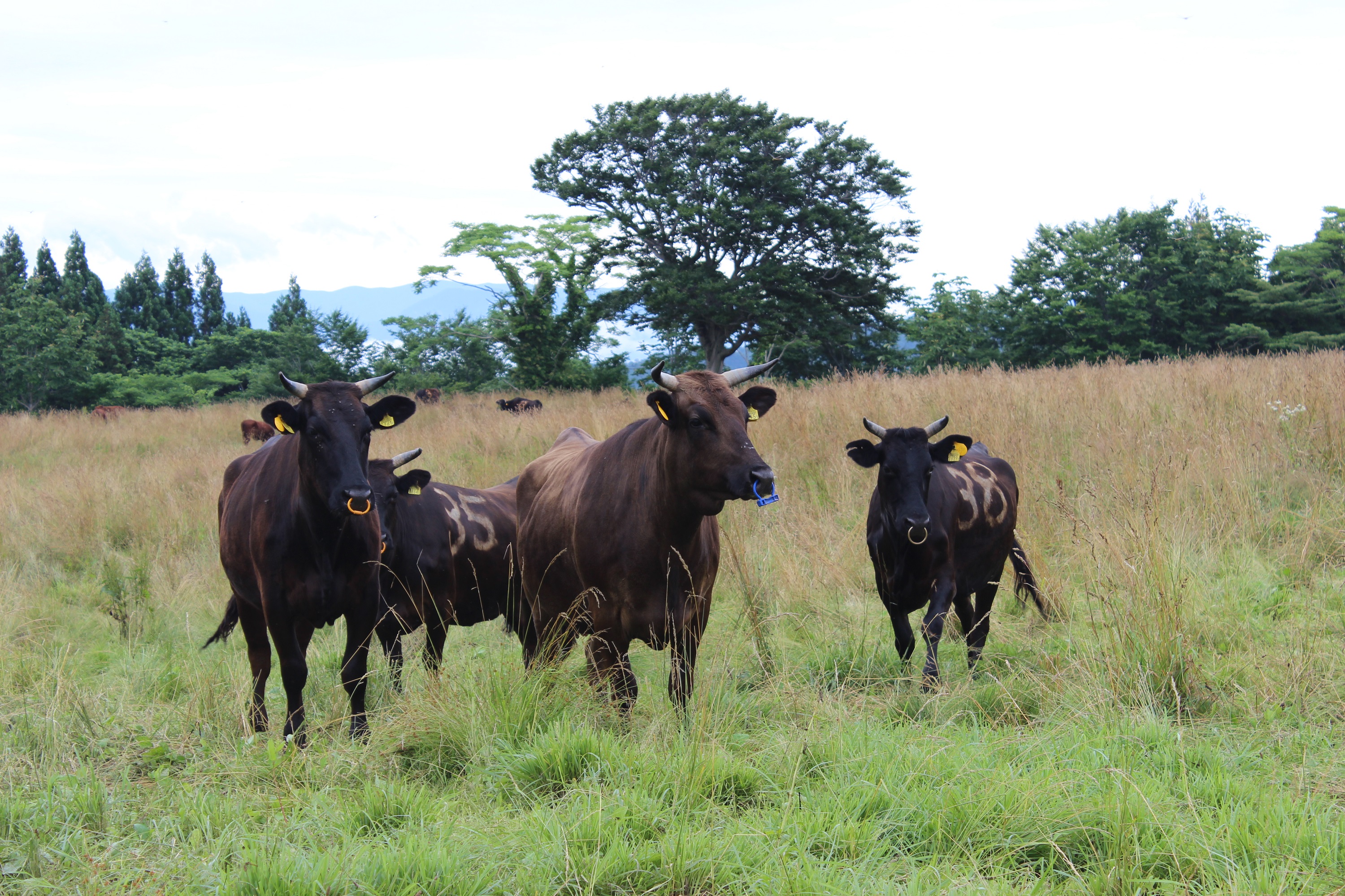 【暑さに負けるな】【家計応援】【期間限定】米沢牛すきやき　400g＋サイコロステーキ300g
