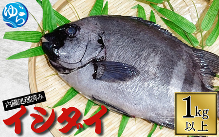  イシダイ 内臓処理済み 1kg以上（1～2匹） / 石鯛 魚 お魚 さかな 食品 海の幸 海鮮 カイセン 塩焼き 煮付け 内臓処理済み 冷蔵 海鮮類 焼き魚 和歌山県 由良町 【skmn020A】  