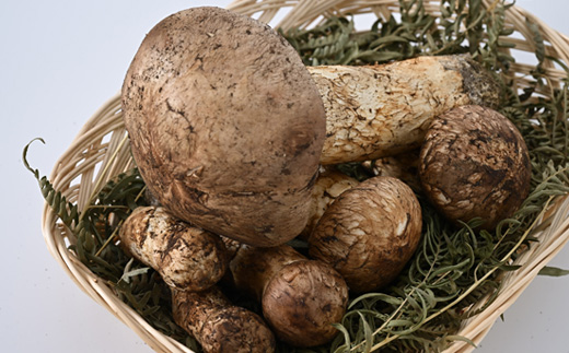 【自家用】岩泉まつたけ 500g【配送不可地域：離島】