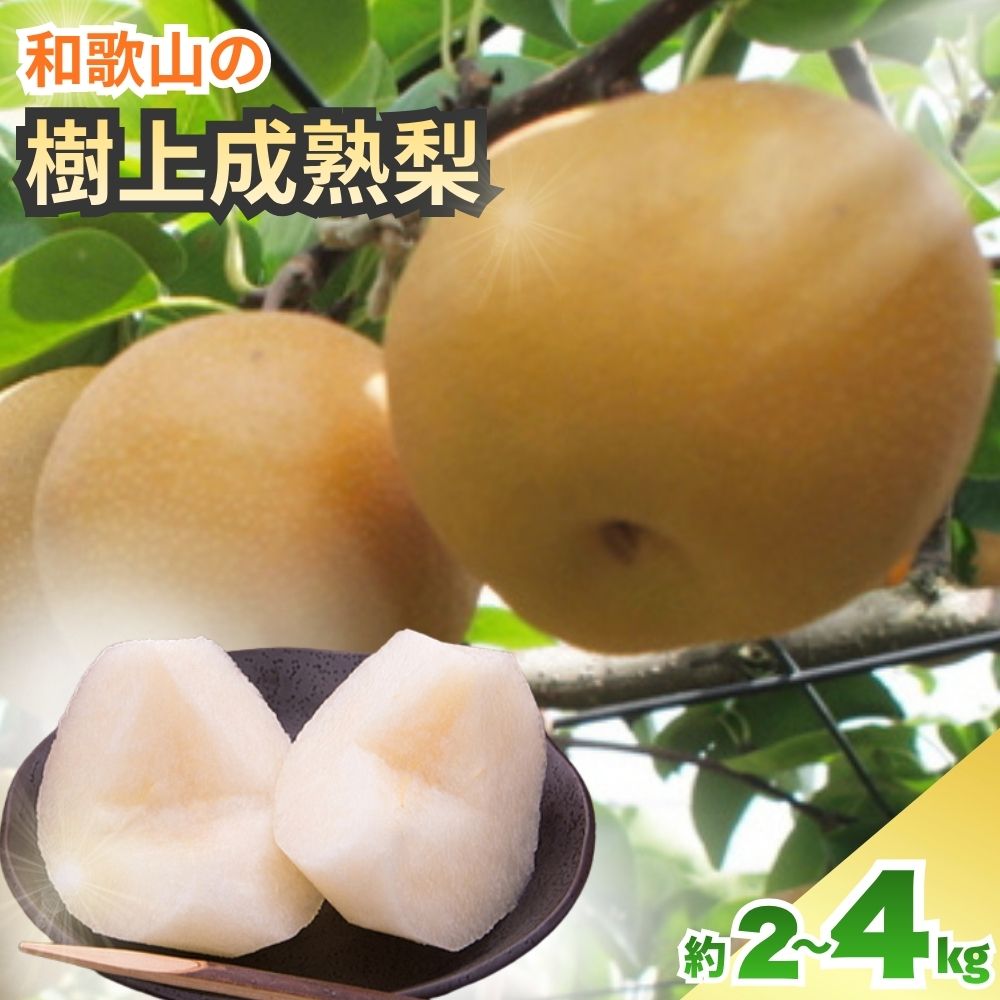 【ふるさと納税】 梨 樹上成熟梨 / 和歌山 旬 甘い 豊水 幸水 秋月 2kg 4kg ※2026年8月上旬～9月下旬頃発送予定