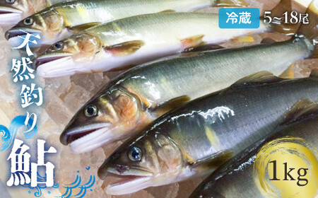 【生鮎解禁】四万十川上流の天然釣り鮎 1kg（冷蔵5～18尾）着日指定不可 あゆ アユ 塩焼き 鮎  Esj-32k