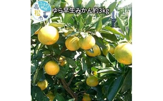 ＼寄附額改定／ゆら 早生 みかん 約3kg【2024-9月下旬～2024-11月上旬配送】