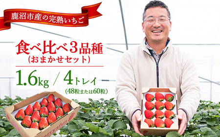 いちご 食べ比べ 3品種 4トレイ1600g ※2026年12月～発送