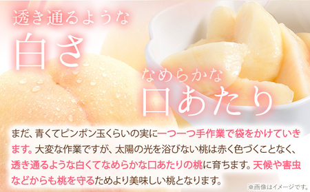 【2027年発送】岡山の桃 約750g 　白桃