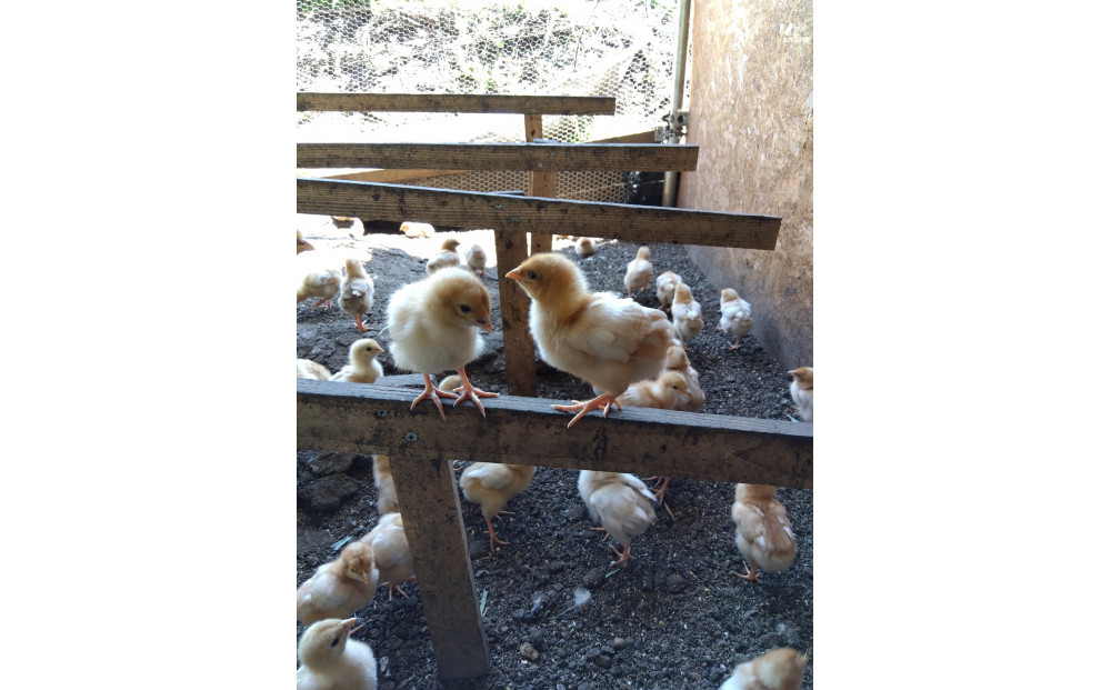 【定期便：6か月】単なる平飼いではない究極の卵『わたしたちのぷらいどたまご』6パック（60個）セット