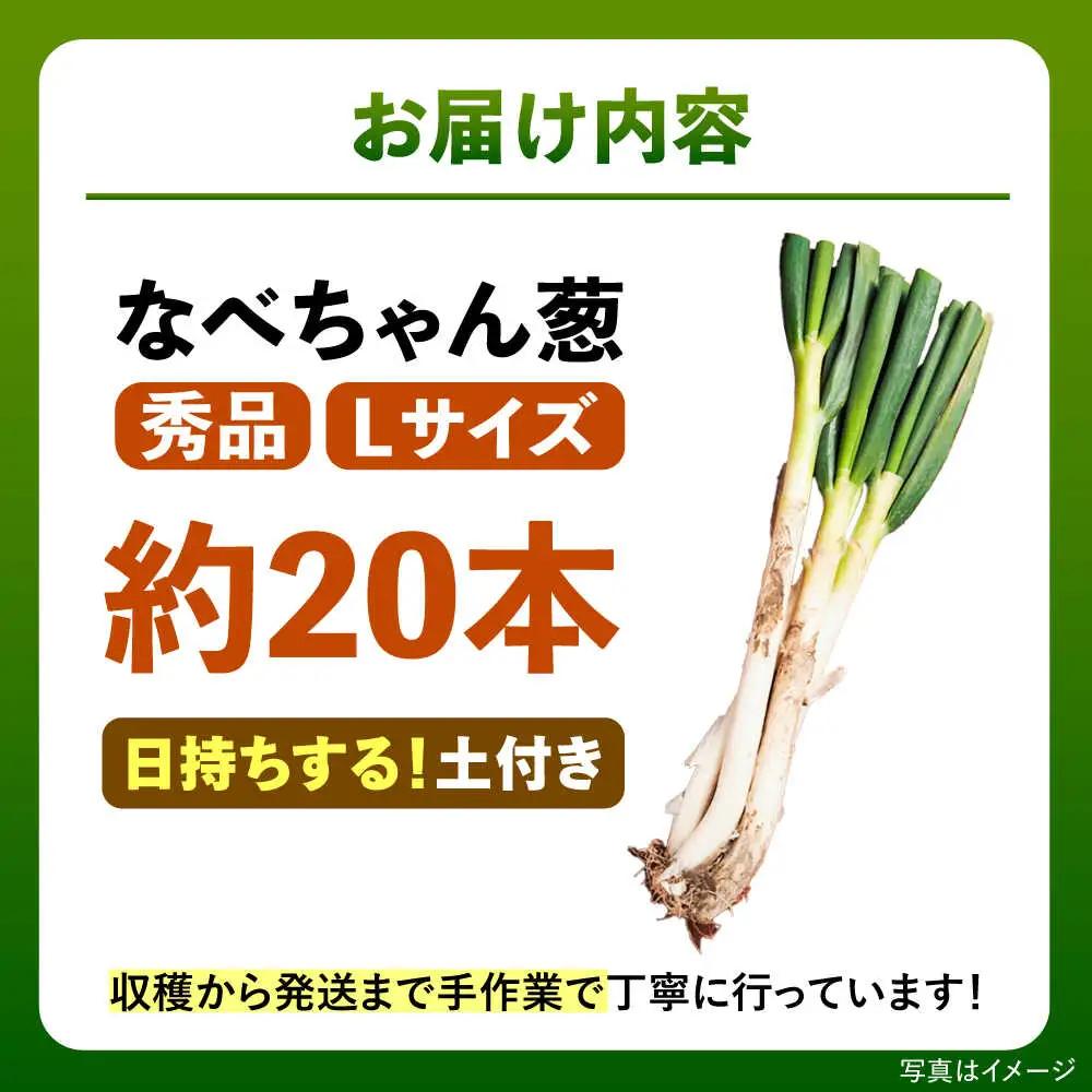 ねぎ【2026年11月発送開始】なべちゃん葱(土付き) Lサイズ5kg 約20本[AICO002]