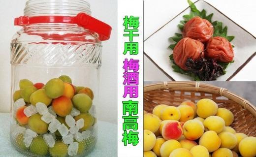［梅干・梅酒用］（3Lまたは2L－10Kg）熟南高梅＜2027年6月上旬～7月中旬発送予定＞フルーツ 果物 くだもの 食品 人気 おすすめ 送料無料［ART05］ 303446_XL05