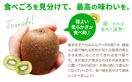 キウイ 甘うぃ 約1.5kg 南国フルーツ株式会社【26年度出荷】《10月下旬-11月末頃出荷》福岡県 小竹町 あまおう 福岡県産 キウイ フルーツ キウイフルーツ 果物