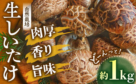 【11月上旬から順次発送】ひじかわの原木生椎茸 約1kg しいたけ 野菜 椎茸 干ししいたけ きのこ[AGBO001]