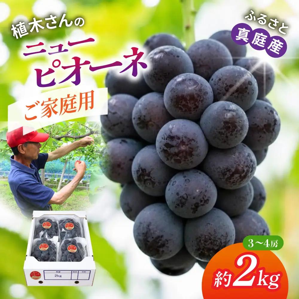 〈ご家庭用〉岡山の自然がはぐくむピオーネ 約2kg 【beac006-01】