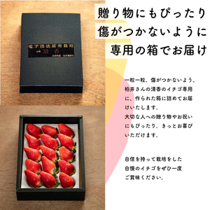 【先行予約・2026年2月】数量限定 いちご 清香 1箱（約450g） 希少品種 限定品 苺 産地直送 農家直送 甘い 大きい 果物 いちご 苺 イチゴ いちご