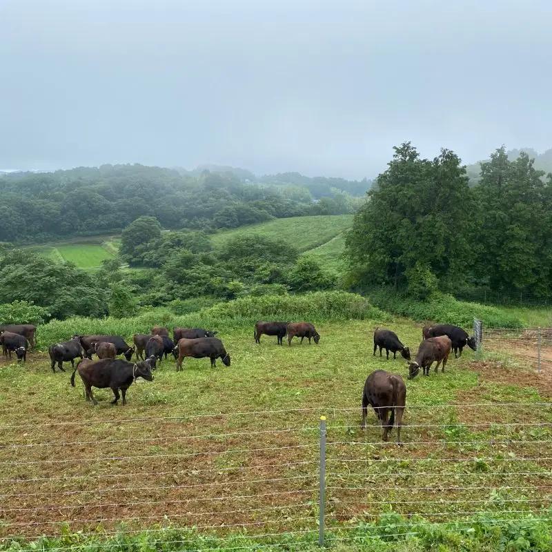 岡山県産黒毛和牛『美星牛』 濃厚シャトーブリアン 100ｇ×2枚(200g) 岡山県 黒毛和牛 美星牛 ステーキ 数量限定 ご褒美 ギフト  国産 牛肉【msmt004-01】