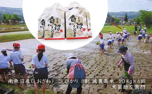 【定期便　令和7年産新米予約】南魚沼産（しおざわ）こしひかり8割減農薬米１０Kg×6回【2025年9月中旬より順次発送予定】