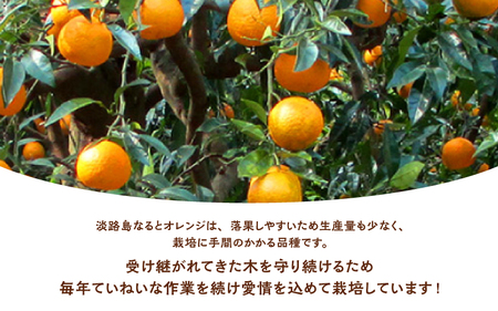 【先行予約】 【数量限定】 淡路島なるとオレンジ 10kg 若宮ミカン農園【2025年4月より順次発送】 / みかん オレンジ フルーツ ミカン 果物 果実 青果 兵庫県 淡路島 洲本市産 農園 農家