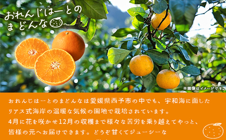 紅まどんなと同品種！＜まどんな 家庭用 約2kg＞ 柑橘 みかん ミカン 蜜柑 果物 フルーツ オレンジ 紅マドンナ マドンナ 訳あり 国産 愛媛産 特産品 おれんじはーと 食べて応援 西宇和 愛媛県