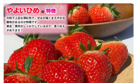 先行予約 いちご やよいひめ 約1kg （250g × 4パック） 果物 ﾌﾙｰﾂ ｾﾞﾘｰ ｹｰｷ ｼｮｰﾄｹｰｷ 苺大福 ｼﾞｬﾑ ｱｲｽ ｼﾞｭｰｽ 新鮮 産直 送料無料 千葉県 銚子市 神原い