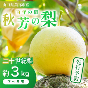 美祢市 二十世紀梨 （約3kg）【先行予約：9月より発送予定】｜ 二十世紀 なし 梨 フルーツ 美祢市 美祢 山口県 山口 秋芳町 秋芳 カルスト台地 先行予約