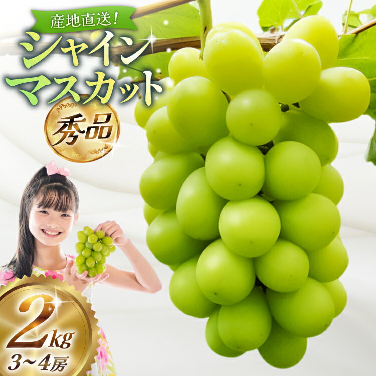 【ふるさと納税】 【期間限定発送】【2026年発送】 シャインマスカット 秀品 2kg (約3〜4房) [齋藤農園 山形県 高畠町 tk06bgt070000] ぶどう ブドウ 葡萄 マスカット フルーツ 果物 くだもの 産地直送 農家直送 冷蔵 果実