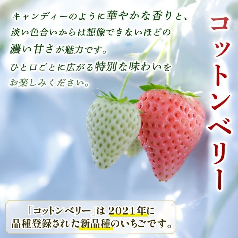 【数量限定】 2026年発送 苺 いちご コットンベリー 2パック 約500g (250g×2P) ゆりかーご 冷蔵 小分け 果物 スイーツ デザート くだもの フルーツ ベリー ふるさと納税 いちご